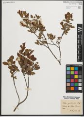 Foto von Salix myrtilloides L.